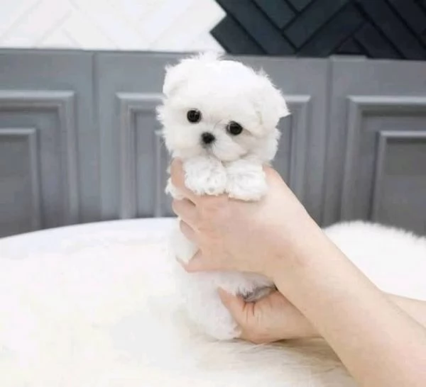 REGALO Maltese 