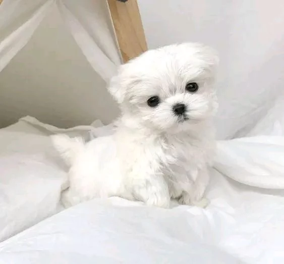 REGALO Maltese  | Foto 0