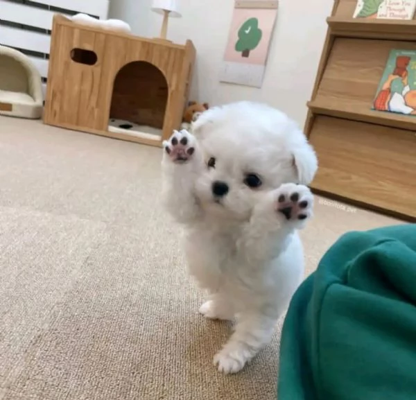 REGALO Maltese 