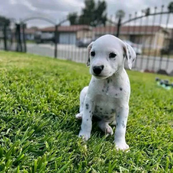 REGALO DALMATA