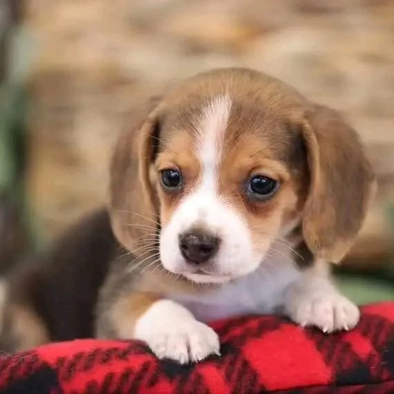 Regalo Beagle 