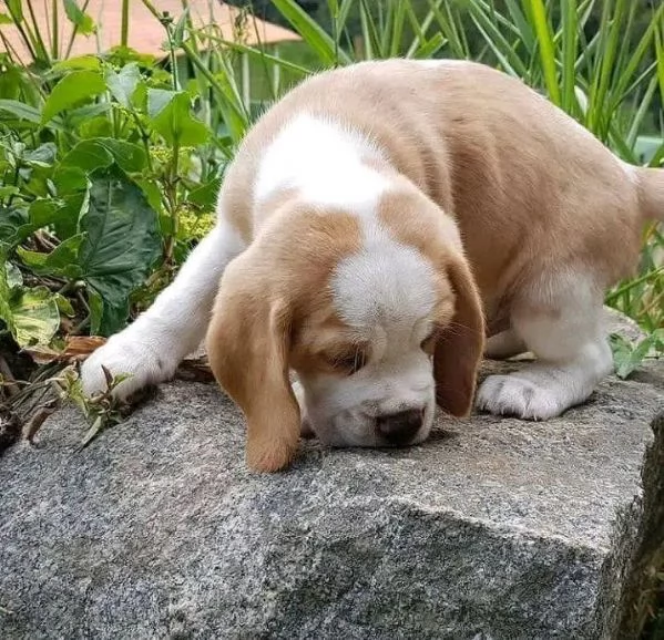 REGALO Beagle 