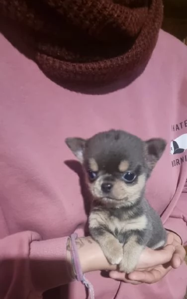 Chihuahua mini Toy cucciolo  | Foto 4