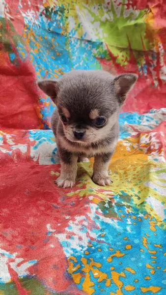 Chihuahua mini Toy cucciolo  | Foto 3