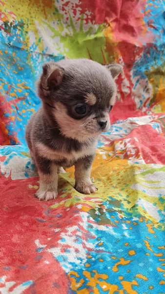 Chihuahua mini Toy cucciolo  | Foto 1