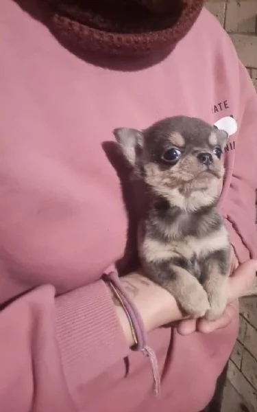 Chihuahua mini Toy cucciolo  | Foto 0
