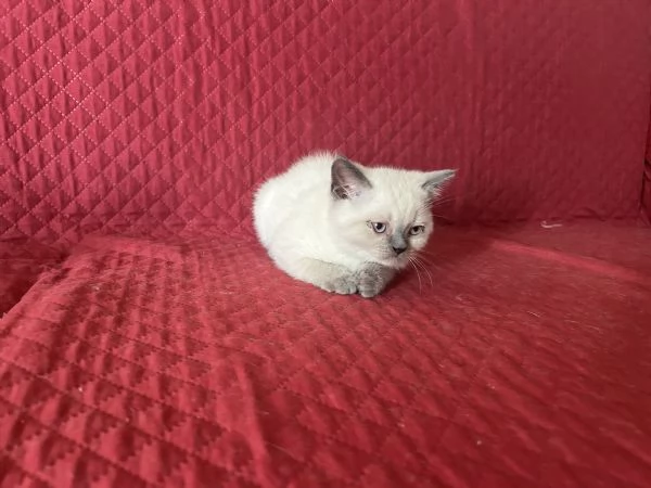 Gattini di Scottish Shorthair | Foto 5