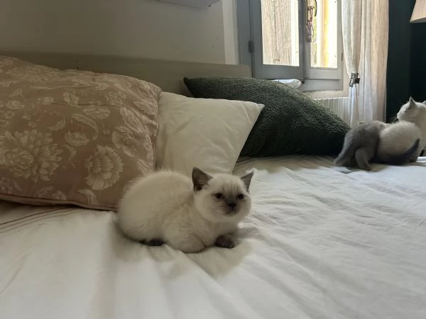Gattini di Scottish Shorthair | Foto 4
