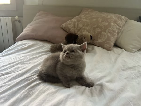 Gattini di Scottish Shorthair | Foto 3