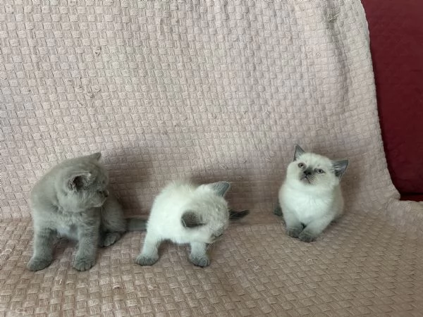 Gattini di Scottish Shorthair | Foto 2