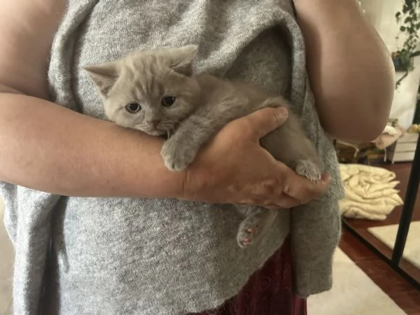 Gattini di Scottish Shorthair | Foto 1
