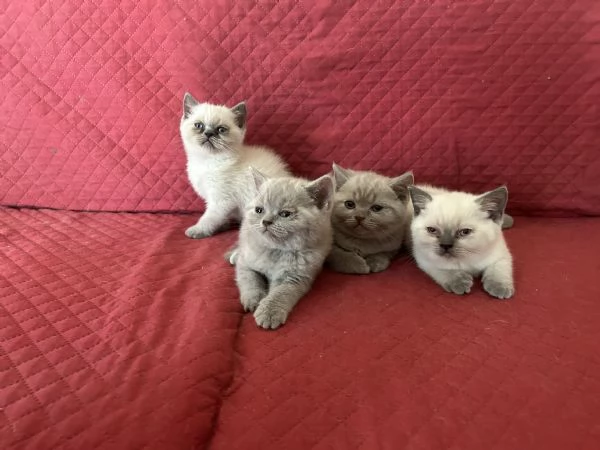 Gattini di Scottish Shorthair