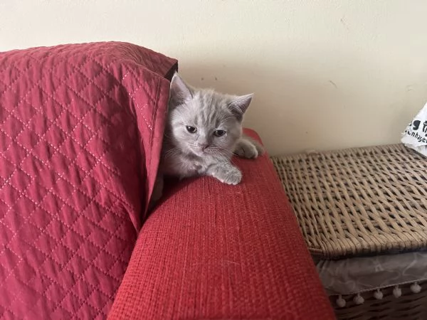Gattini di Scottish Shorthair | Foto 0
