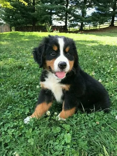 Simpatici cuccioli di montagna bernese 