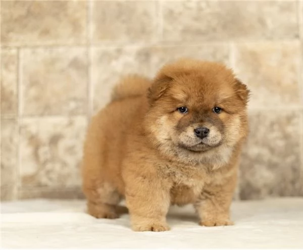 Regalo cuccioli di chow chow femminucce e maschietti 