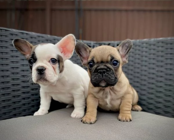 regalo Bouledogue Francese disponibili