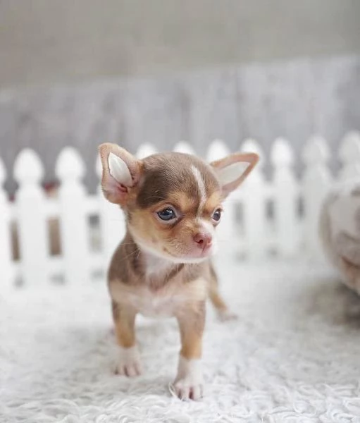 regalo Chichuahua Cuccioli maschi e femmine 