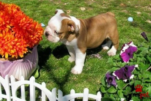 Regalo Disponibili cuccioli di Bouledogue Inglese