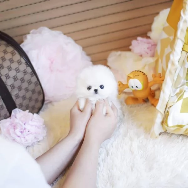 Adorabile cucciolo di pomerania per ladozione