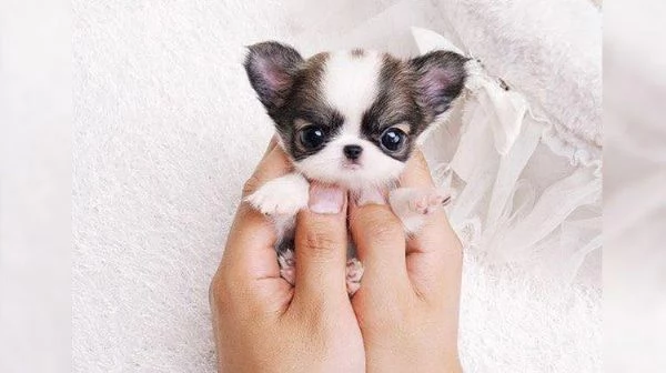 Regalo chihuahua taglia molto piccola