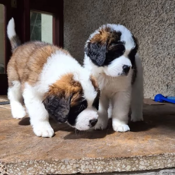 pura razza cuccioli di san bernardo per adozione
