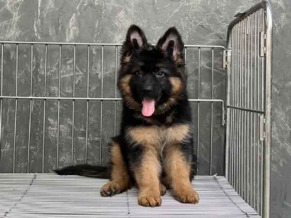 Regalo cucciole femmine di pastore tedesco colore 