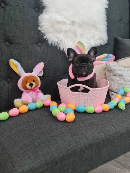 Regalo cucciolata di bouledogue francese