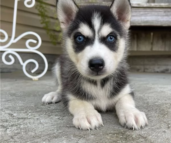 Regalo cucciolo cuccioli di siberian husky
