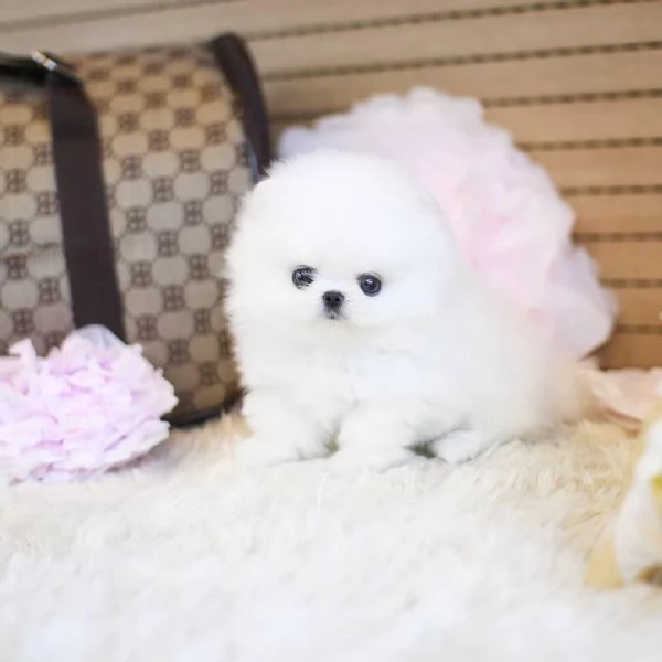 Cuccioli di Pomerania mini toy