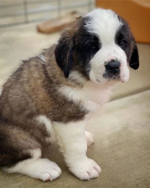 Vendita cuccioli di San Bernardo