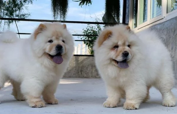 Vendita cuccioli di chow chow