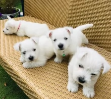 Vendita cuccioli di bichon frise