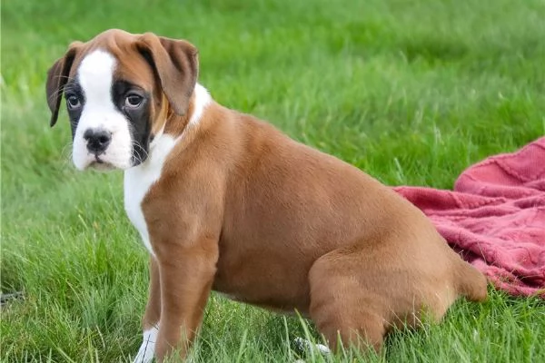 Cuccioli di boxer in adozione