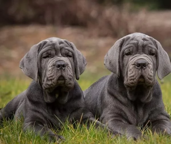 Vendo cuccioli di cane corso