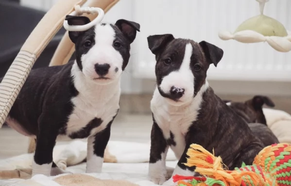 Bull terrier cuccioli pronti per ladozione