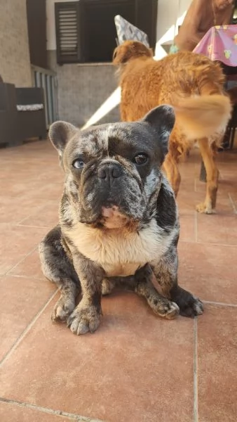 Cuccioli di bulldog francese esotici | Foto 3