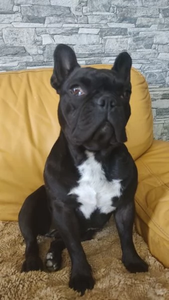 Cuccioli di bulldog francese esotici | Foto 2