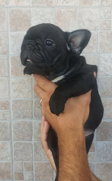 Cuccioli di bulldog francese esotici | Foto 1