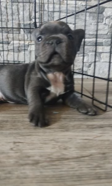 Cuccioli di bulldog francese esotici