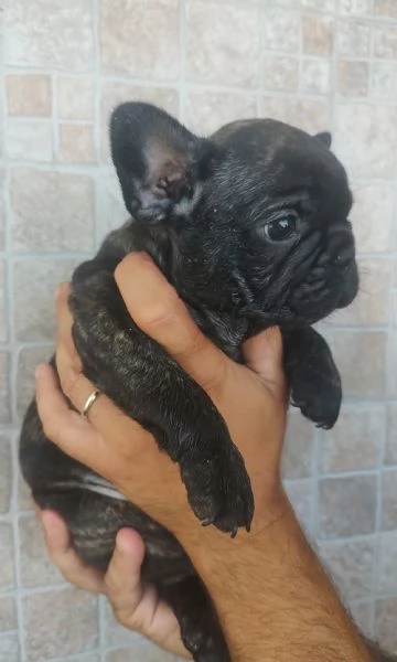 Cuccioli di bulldog francese esotici | Foto 0