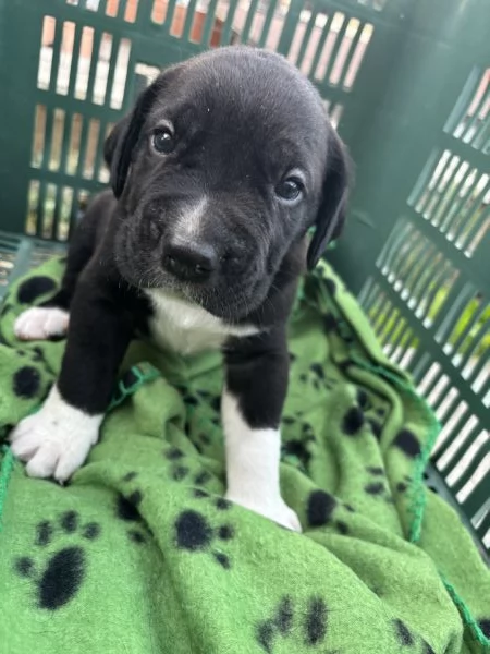 cuccioli cane corso 