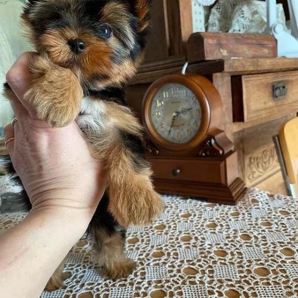 Dolcissima cucciola Yorkshire | Foto 1