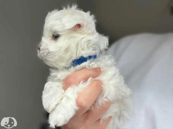 Disponibili Maltese di razza pura | Foto 1