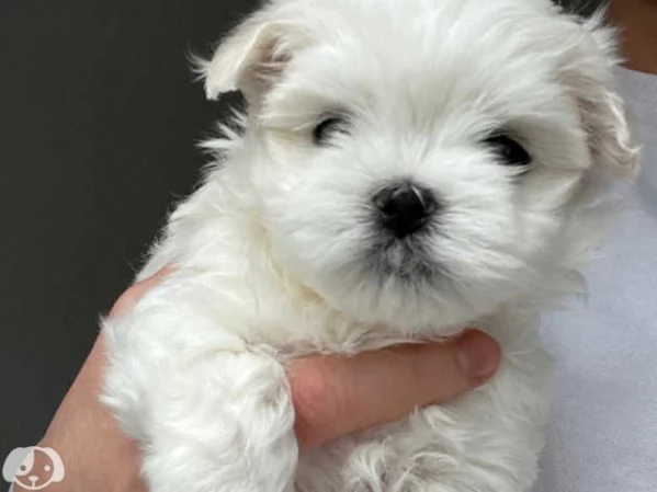 Disponibili Maltese di razza pura | Foto 0