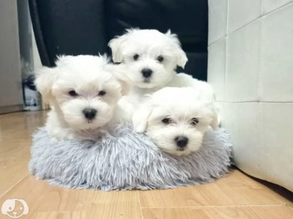 Disponibili Maltese di razza pura