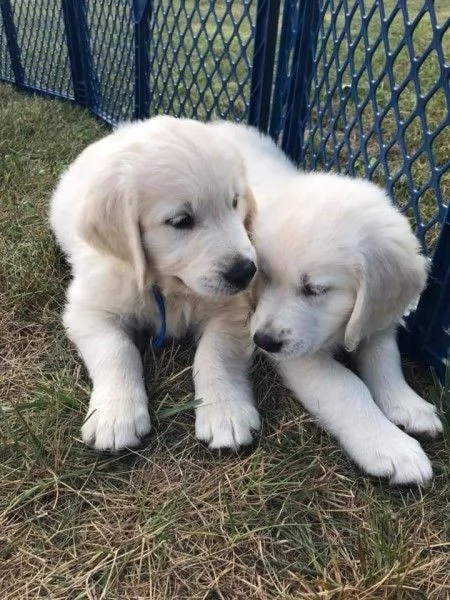 Disponibili cuccioli di Golden Retriever | Foto 0