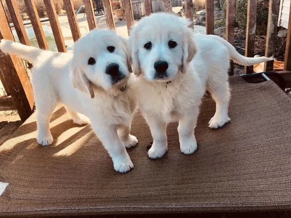 Disponibili cuccioli di Golden Retriever
