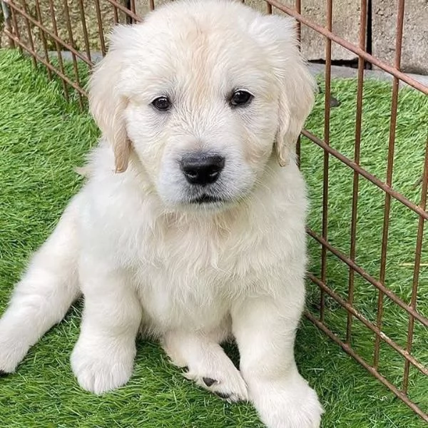Cuccioli di Golden retriever 3 mesi | Foto 0