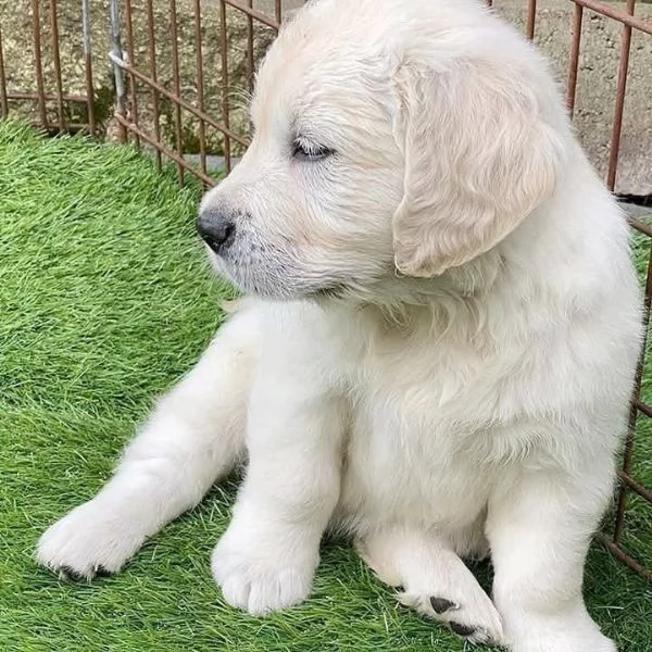Cuccioli di Golden retriever 3 mesi