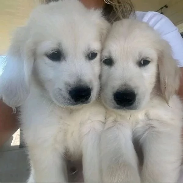 Golden retriever cuccioli